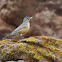 American Robin