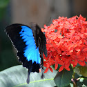 Blue Mountain Butterfly