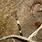 Malayan krait