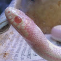 Albino Kingsnake
