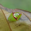 larva, caterpillar, chrysalis?