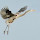 California Coastal Wildlife Watch