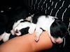 20 Septiembre 2011 Border Collie Cachorro Naciero