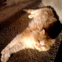 Domestic cat