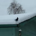 Stellar Jay