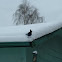 Stellar Jay