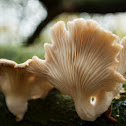 Common Funnel Cap