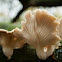 Common Funnel Cap