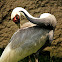 White-naped Crane