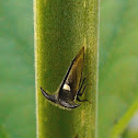 Thorn Mimic Treehopper