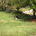 Wild Turkey