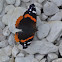 Red Admiral