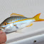 Yellowtail