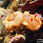 Red-margined Glossodoris