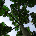 breadfruit