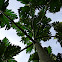breadfruit