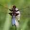 Broad-bodied Chaser