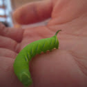 Laurel Sphinx