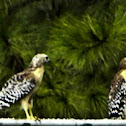 Red-shouldered hawk Florida subspecies (juvenile)