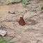 Goatweed Leafwing