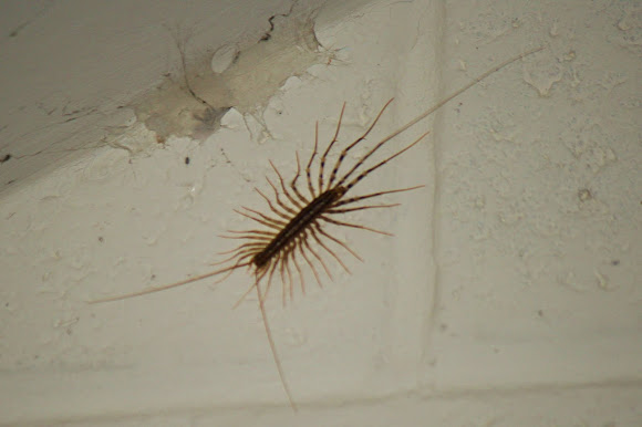Spotting Image 1