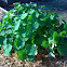 Nasturtium 