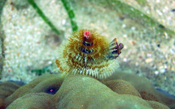 Spotting Image 1