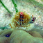 Christmas tree worm