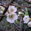 Chaenomeles speciosa "Nivalis"