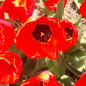 Tulip