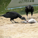 American Black Vulture