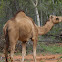 One-humped Camel