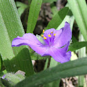 Virginia spiderwort