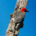 Red-bellied Woodpecker