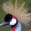 Grey Crowned Crane