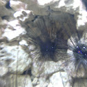 Sea Urchin