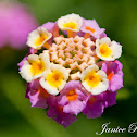Lantana