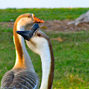 Chinese goose