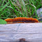 Tree fungus