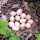 Fond du Lac Area Biodiversity