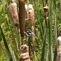Twelve-spotted skimmer