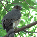 Cooper's Hawk