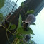 Bumble bee