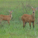 Marsh deer