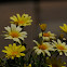 Yellow Daisy