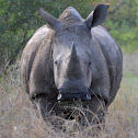 White Rhinoceros