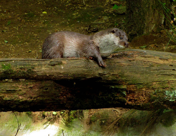 Spotting Image 1