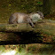 European Otter,Lontra europeia
