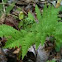 Fern