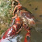 Red Claw Cherax